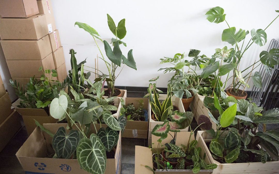 Comment préserver mes plantes lors du déménagement ?